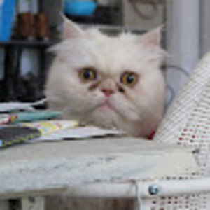 Meet your Posher, Kind